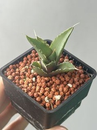 Agave Titanota 龍舌蘭 黑帝斯 嚴龍
