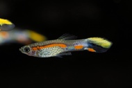 (Pair) Campoma no.7 endlers - Poecilia wingei / Guppy / Fish
