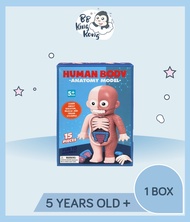 Mannequin - Human Body Anatomy Model