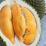 TIADA COD Anak Pokok Durian Udang Merah D175