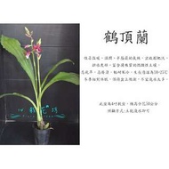 心栽花坊-鶴頂蘭/蘭花/蝴蝶蘭/原生蘭/售價360特價300