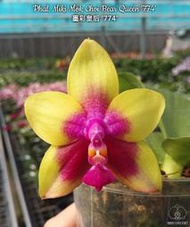 【蘭花草】Phal. Miki Mok Choi Bear Queen ‘774’ 墨彩皇后 '774'