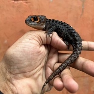 crocodile skink/kadal duri/biawak red eye jinak murah