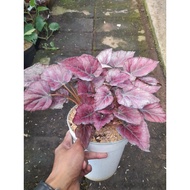 Sindo - Begonia Sp Live Plant XQR95BRYXS