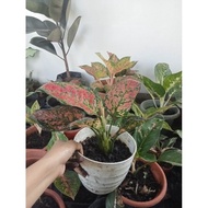 ♞,♘,♙(2) Aglaonema Varieties Uprooted Live Plants (LUZON ONLY)
