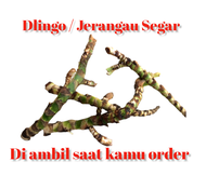 DELINGO / JERINGAU