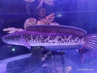 TERMURAH Ikan Channa Auranti JUMBO Size 30 cm