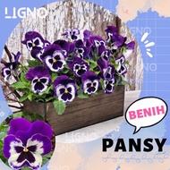 Benih Bibit Bunga Pansy Viola del Pensiero
