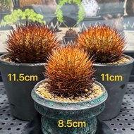 SG2585-逆豹丸智利球原產地株/388每釐米計價🔥多肉植物小盆栽禮物🔥