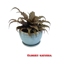 tanaman hias cryptanthus acaulis var ruber