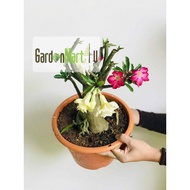 <GardenMart4u> - Adenium Obesum Live Plant Bunga Kemboja Pokok Ong Feng Shui Outdoor 富贵花