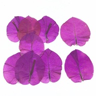 KY/16 Natural Bougainvillea Embossed Embossing Toddler Handmade Animal and Plant Teaching Specimen Dried Flower Phone Ca