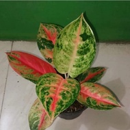 AGLONEMA MURAH ANAKAN CHICALET MERAH