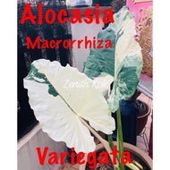 Alocasia Macrorrhizos Variegated ( pokok / plant )