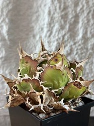 爆根台灣大場白鯨嚴龍 塊根 多肉植物 霸王藍 藍棘葉 象牙宮龜甲龍 龍舌蘭漆樹乳香凱撒嚴龍黑王丸孤龍丸植木鉢田口潤 kikko