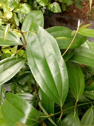 MDC- Anak Pokok Kayu Manis Hutan / Medang Teja (Cinnamomum iners)
