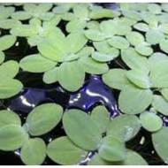 Dwarf Water Lettuce (Pistia stratiotes) Floating Water Plant/ Nile Cabbage / Water Cabbage not Duckw