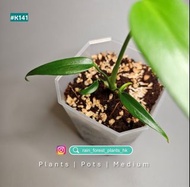 熱植 | 火焰龜背竹 | 巴西龜背竹 | 盾葉克萊恩王花燭 | 火鶴后花燭 | 藍光秋海棠 | 粉紅公主蔓綠絨 | 天堂鳥植物 | Scindapsus Silver Hero | 薄薄白怪獸龜背竹 