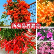 Ready Stock Quick Shipment Cannon Battle Flower Seeds Climbing Vines Flowers Encyclopedia Four Seaso