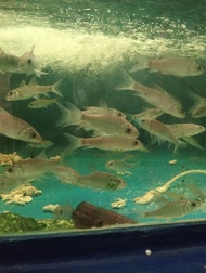 kelah biru thungyai kanjalabuli 4-5inc+- 3-4-10ekor  thai