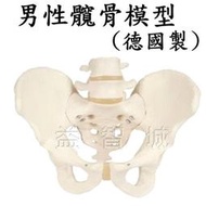 益智城《教學人體骨骼模型/男性髖部模型/骨頭模型/骨模型》男性髖骨模型/骨盆骨骼模型/男性骨盆模型(德國製)