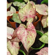 Caladium Neon Splatters - Gorgeous, Easy Care, Exotic Looking House Plant
