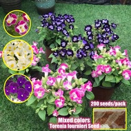 Mixed Colors Torenia Fournieri Seed for Sale (500 Pcs/bag) Benih Pokok Bunga Ornamental Flowering Plants Seeds Gardening