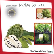 Pokok Durian Belanda Buah Besar