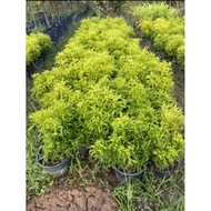 pokok tong emas (Puding bihun) euodia cultivar rutacca aralia golden ball live plant