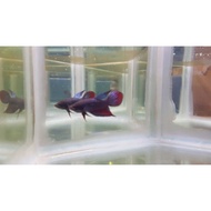 Promo wild betta cupang alam imbellis ekor lilin Diskon