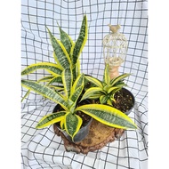 Indoor Plant-Sansevieria Fasciata / Snake Plant