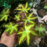 Tanaman hias begonia bintang - begonia heracleifolia