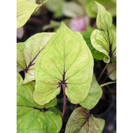Caladium Neon Chocolate - Beautiful and Exotic Looking Easy Care House Plant