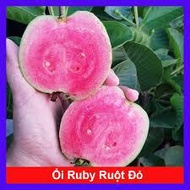 COMBO of 3 RED-fleshed RUBI TREES (ACTUAL TREES)