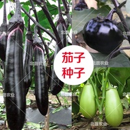 包邮Vegetable seed spring sowing vegetable seed spring cut melon eggplant asparagus ice mint niggled melon pine flower bro