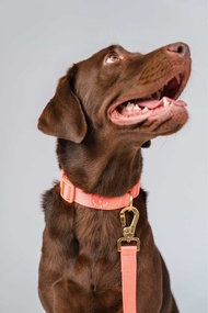 Dog Collar ( Light collection ) ปลอกคอสุนัข ปลอกคอหมา