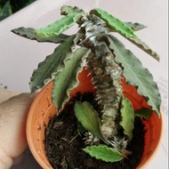 Euphorbia plant for sale