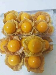 【黃金莓】燈籠果種子 20顆 (果實因有宿存萼片包覆，宛如燈籠，又名燈籠果) 