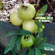 Bibit Jambu Biji P King Import Brasil Bahan Bonsai