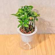 竹柏 免澆水盆栽 室內植物 觀葉植物 禮物 辦公室小物