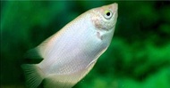 GOLDEN KALOI FISH/GIANT GOURAMI/IKAN HIASAN/LIVE FISH/ORNAMENTAL FISH/AQUARIUM NEED/READY STOCK