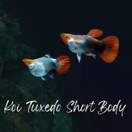 [Buy 3 Free 1pair ] Koi tuxedo short body guppy live fish aquarium - 1pair