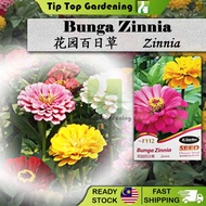 F112 ZINNIA JC GARDEN FLOWER SEED BIJI BENIH BUNGA