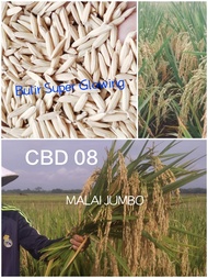 BENIH PADI UNGGUL CBD 08 (5KG) Malai Jumbo