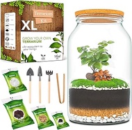 DIY Terrarium Kit XL PYEF CRAFTS - 4L Glass Terrarium Starter Set for Self Sustaining Ecosystem - La