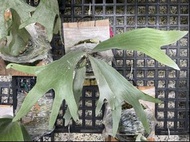 bif sp white🇯🇵㊣日本白普鹿角蕨文青小品、蕨類植物、雨林植物-IG網紅-上板鹿角蕨-室內裝飾-觀月-天南星科
