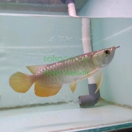 arwana golden red bluebase hb