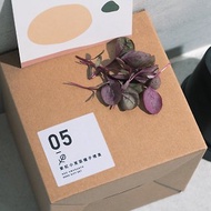 05紫紅小莧菜種子_入坑禮物盒