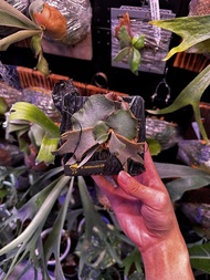 鹿角蕨 P. Willinckii 'OMG'