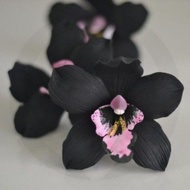 |FLASHSHOW| tanaman hias anggrek dendrobium black papua-anggrek hitam